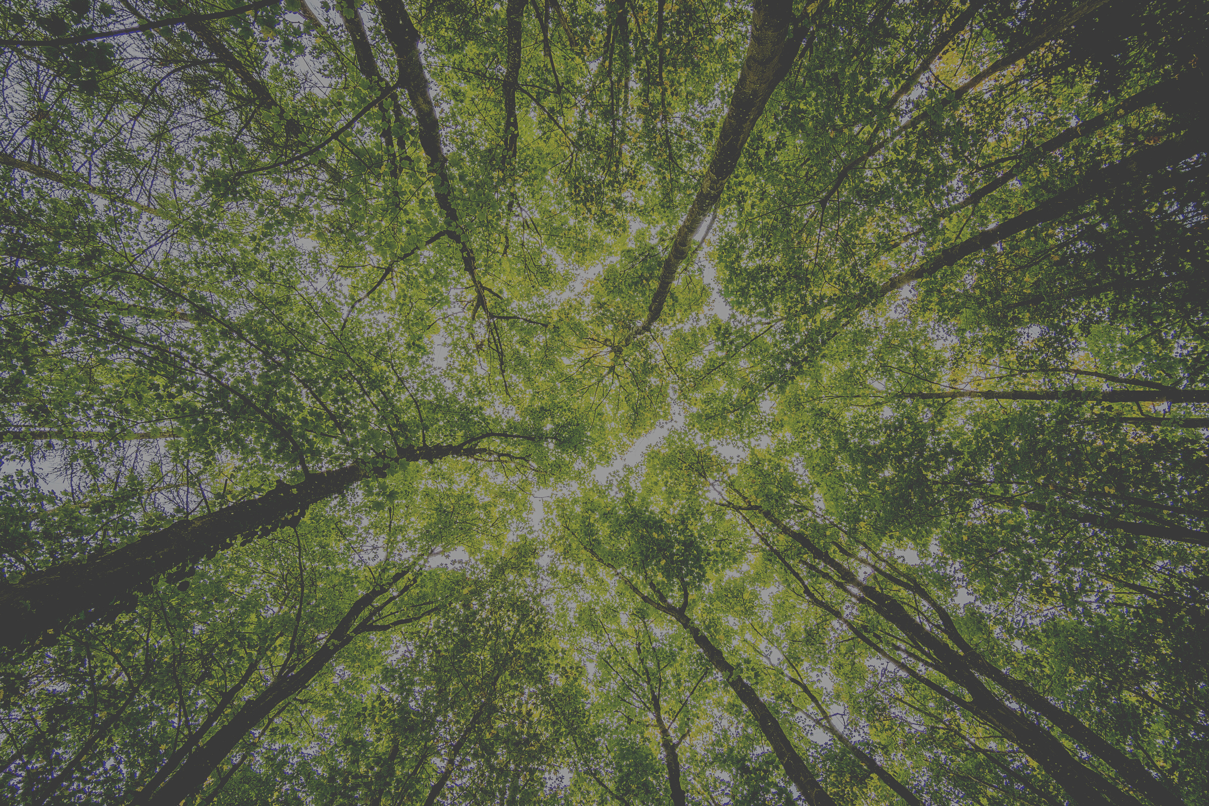 Low Angle Shot of Trees in the Forest